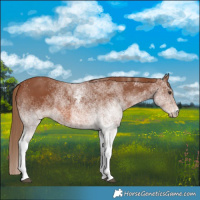 Horse Color:White Spotted Chestnut 
