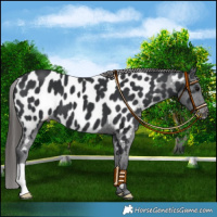 Horse Color:Black Near Leopard 