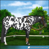 Horse Color:Black Appaloosa 