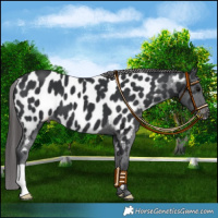 Horse Color:Black Appaloosa 