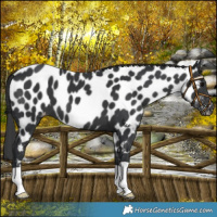 Horse Color:Black Near Leopard 