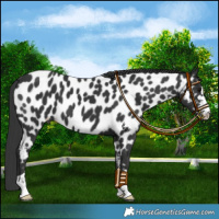 Horse Color:Black Near Leopard 