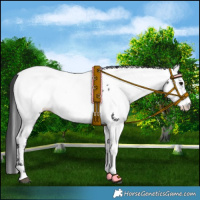 Horse Color:Black Near Fewspot Rabicano 