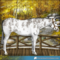 Horse Color:Grullo Sabino Splash 