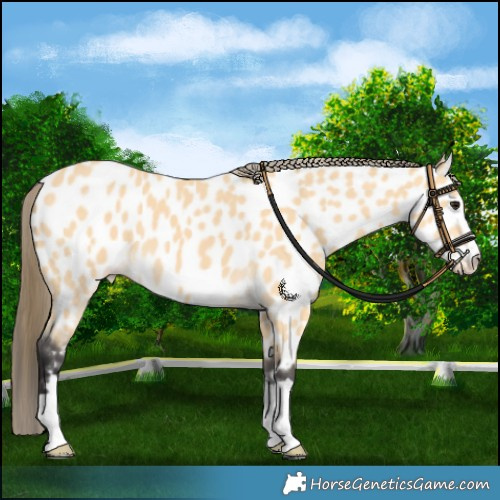 Horse Color:Buckskin Appaloosa 