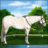 Horse Color:Buckskin Near Leopard 