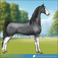 Horse Color:Blue Roan Splash 