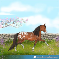 Horse Color:Bay Appaloosa 