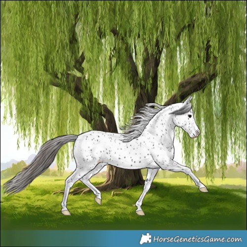 Horse Color:White Spotted Black Leopard