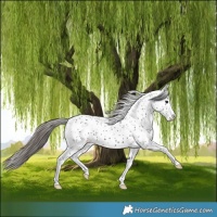 Horse Color:White Spotted Black Leopard 