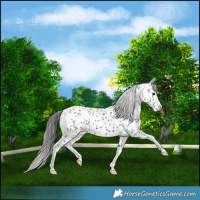 Horse Color:White Spotted Black Appaloosa