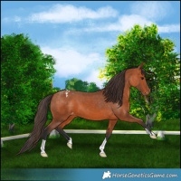 Horse Color:Bay Appaloosa