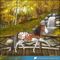 Horse Color:Bay Splash Appaloosa
