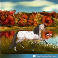 Horse Color:Bay Roan Appaloosa 