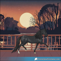 Horse Color:Black 