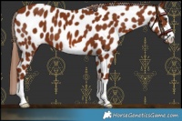 Horse Color:Chestnut Near Leopard 