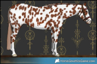Horse Color:Chestnut Appaloosa 