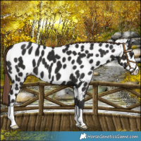 Horse Color:Liver Chestnut Near Leopard 
