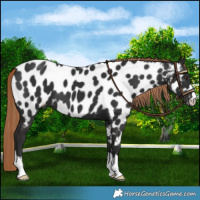 Horse Color:Liver Chestnut Near Leopard 
