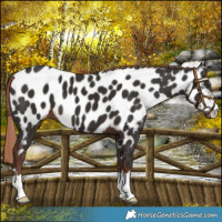 Horse Color:Liver Chestnut Near Leopard 
