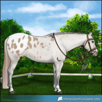 Horse Color:Liver Red Dun Blanket