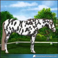 Horse Color:Liver Chestnut Near Leopard