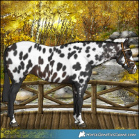 Horse Color:Brown Near Leopard 