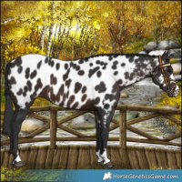 Horse Color:Brown Appaloosa
