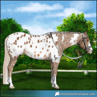 Horse Color:White Spotted Chocolate Palomino Blanket 