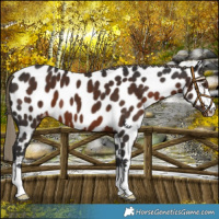 Horse Color:Liver Chestnut Near Leopard 