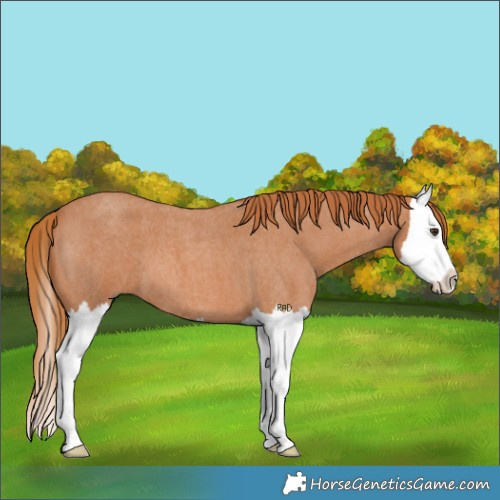 Horse Color:Red Roan Splash 