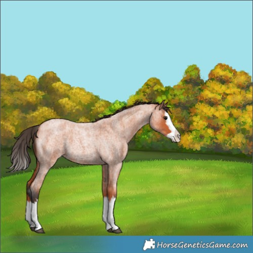 Horse Color:Bay Roan Splash 