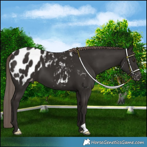 Horse Color:Liver Chestnut Appaloosa 