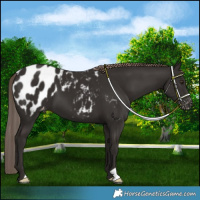 Horse Color:Liver Chestnut Blanket