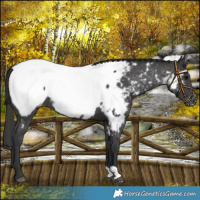 Horse Color:Black Near Fewspot Rabicano
