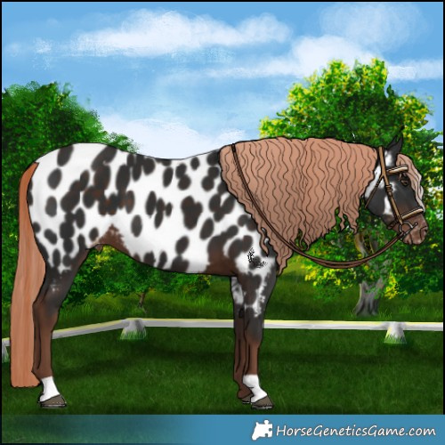 Horse Color:Liver Chestnut Appaloosa 