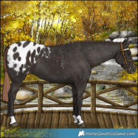 Horse Color:Liver Chestnut Appaloosa 