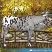 Horse Color:Liver Chestnut Appaloosa