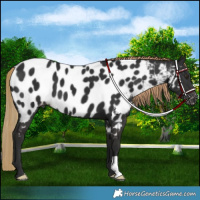 Horse Color:Liver Chestnut Near Leopard 