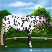 Horse Color:Liver Chestnut Appaloosa