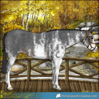Horse Color:White Spotted Brown 