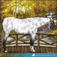Horse Color:Liver Red Roan Appaloosa 
