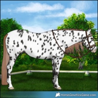 Horse Color:Liver Chestnut Appaloosa