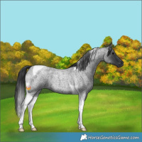 Horse Color:Blue Roan Tobiano 