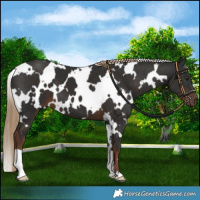 Horse Color:White Spotted Liver Chestnut 