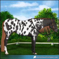 Horse Color:Liver Chestnut Appaloosa