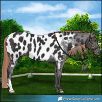 Horse Color:Liver Chestnut Near Leopard 