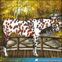 Horse Color:Bay Near Leopard 