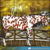 Horse Color:Bay Appaloosa