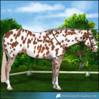 Horse Color:Chestnut Near Leopard 